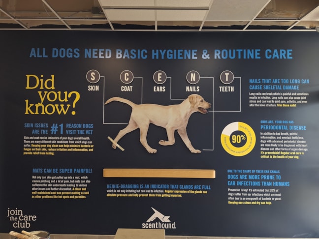 Wall Murals & Graphics