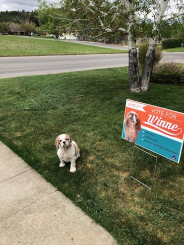 Political Campaign Signs | Government and Municipal Signs | Helena, MT | Corrugated Plastic / CoroplastTM