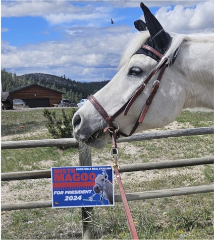 Political Campaign Signs | Government and Municipal Signs | Helena, MT | Corrugated Plastic / CoroplastTM